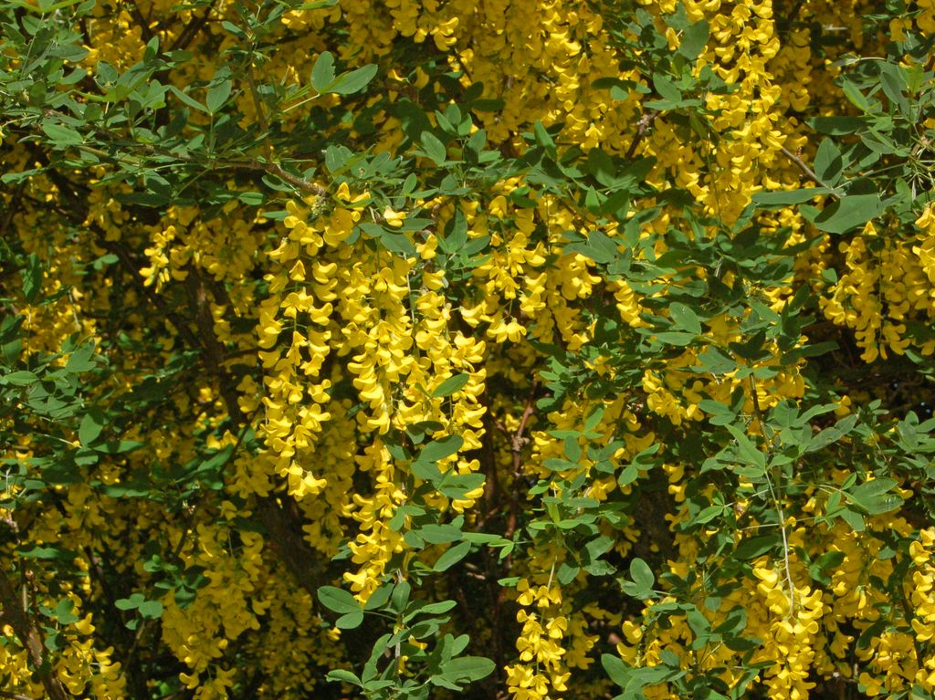 Laburnum alpinum/Maggiociondolo di montagna